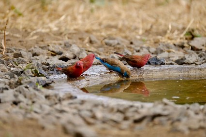 Image number 8 for Group Tour Tarangire And Ngorongoro Mid Range