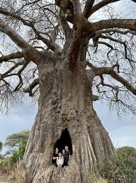 Image number 2 for Big Five Safari, Kilimanjaro & Coffee Tour