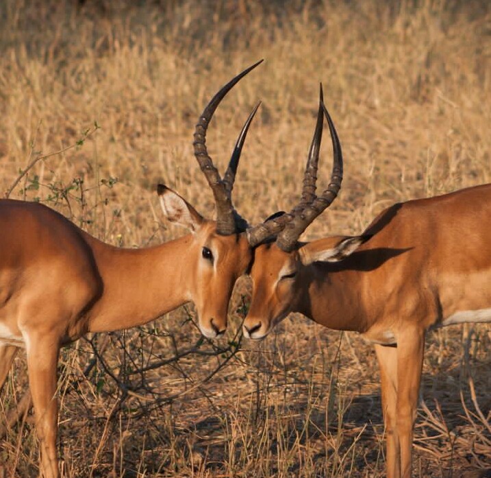 background image for - Tarangire National Park Day Trip