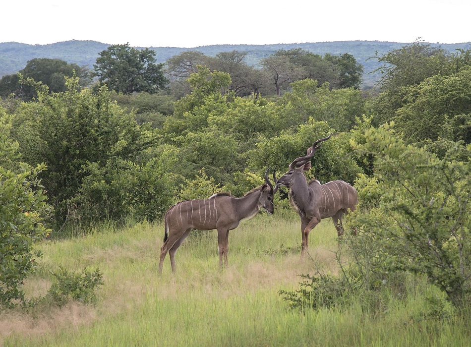 background image for - 5 Days Ruaha National Park