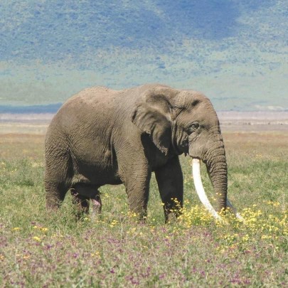 Image number 1 for  Private Safari To Northern Tanzania