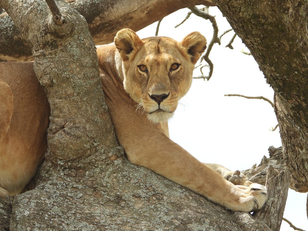 background image for - 6-Day Tanzania Sharing Safari Tour