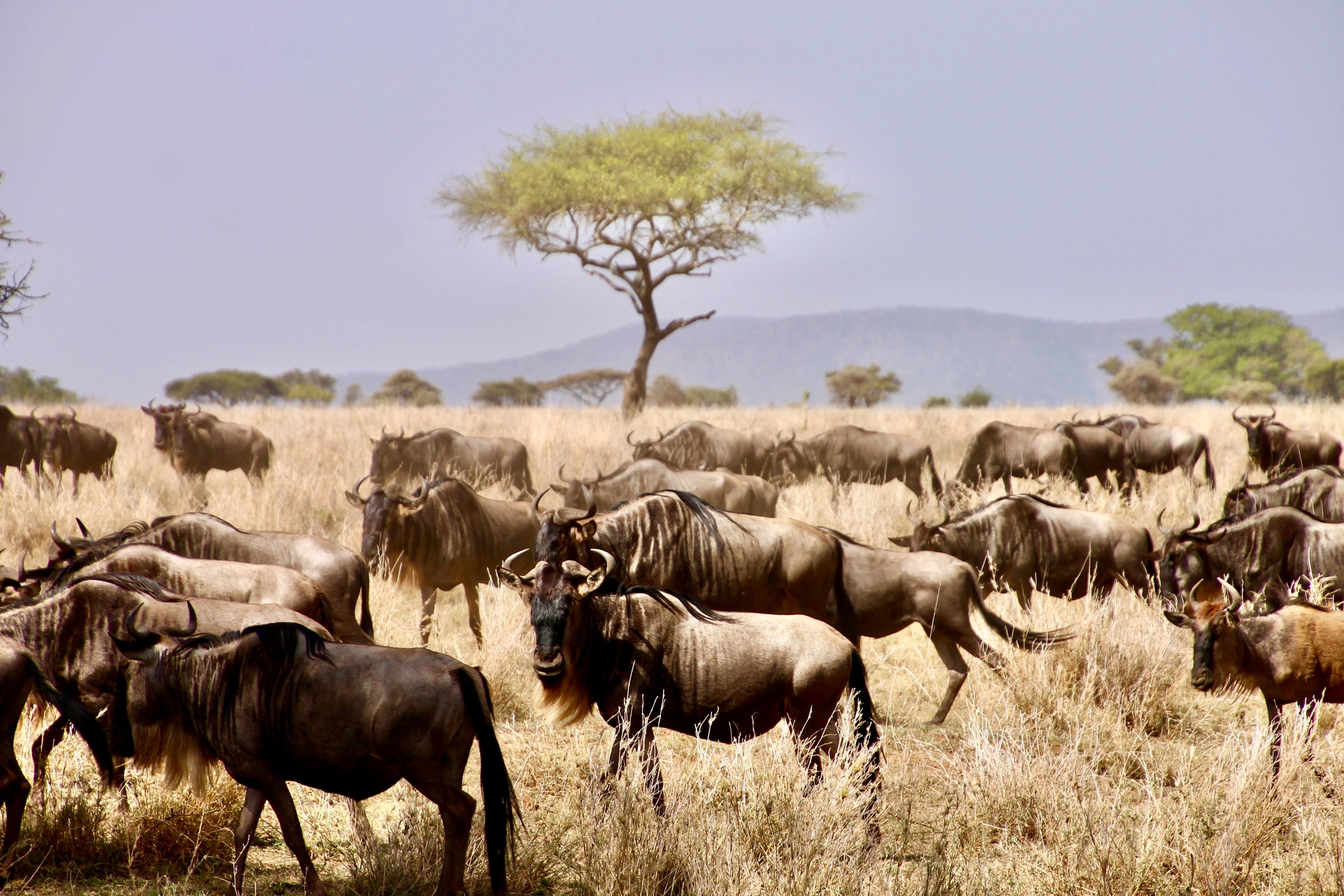 background image for - Best 3 Days Tanzania Safari From Arusha