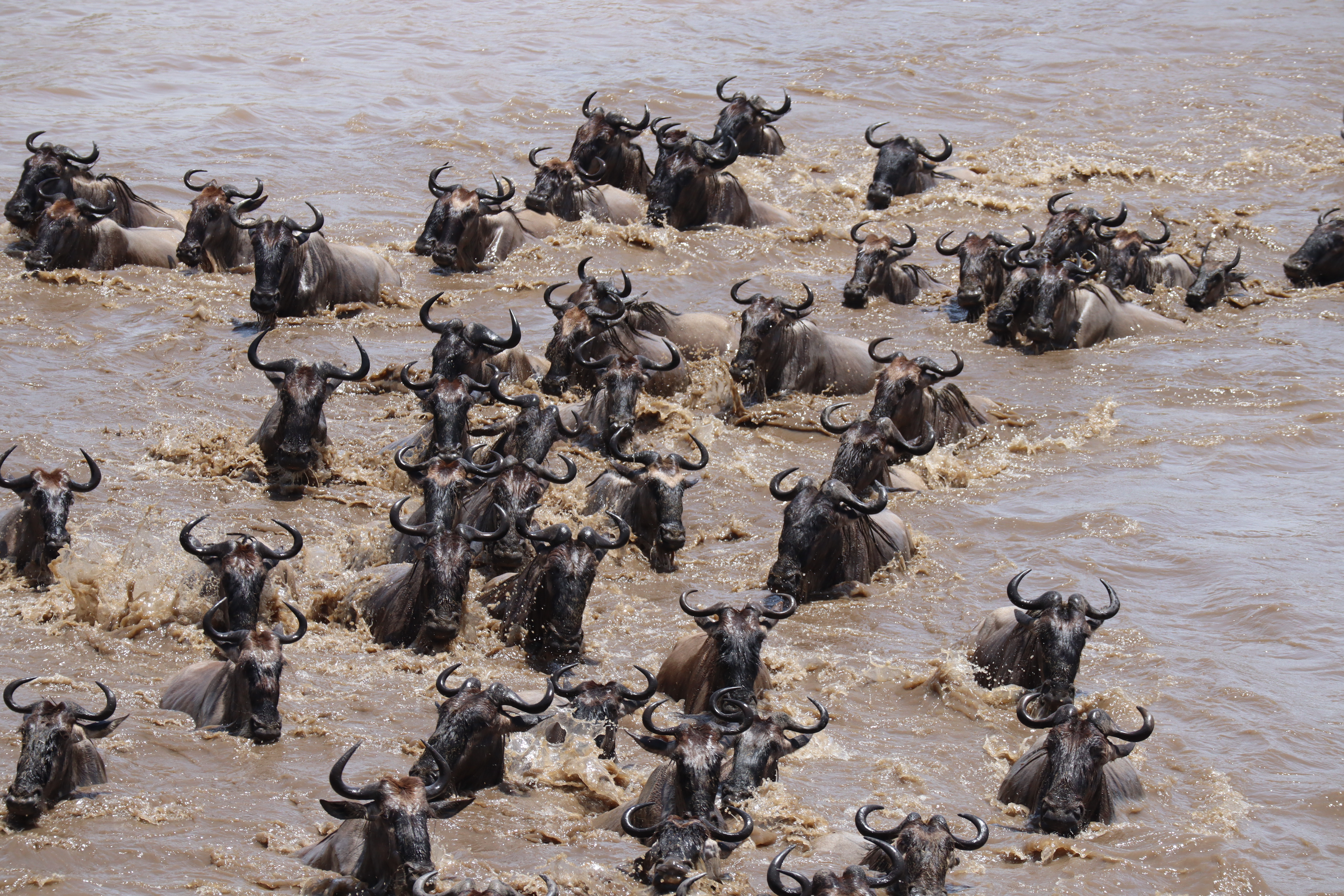 background image for - Mara River Crossing 