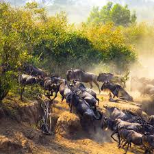 background image for - Affordable Serengeti & Ngorongoro Safari