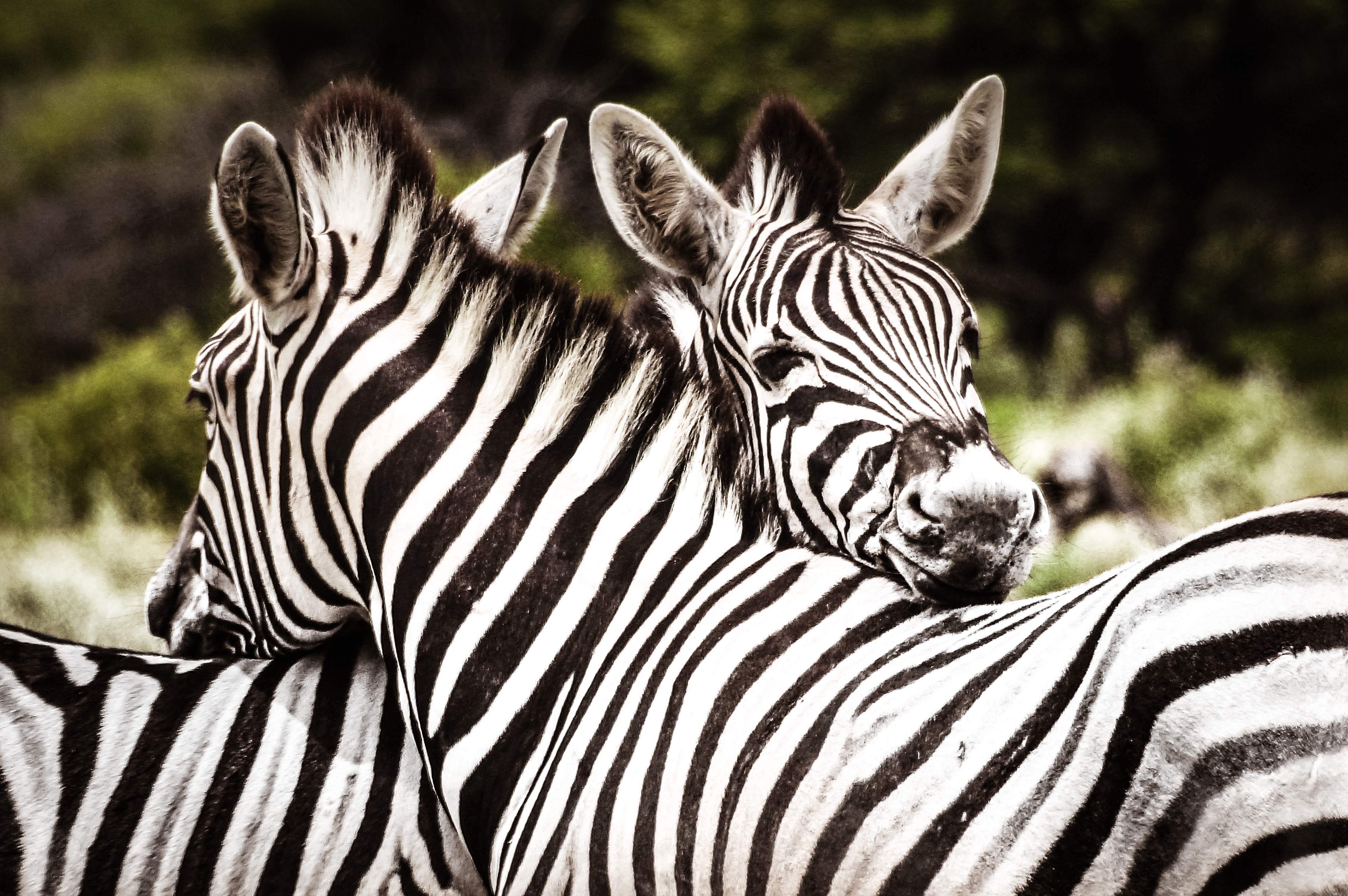 Image number 2 for 5 Days Serengeti Migration 