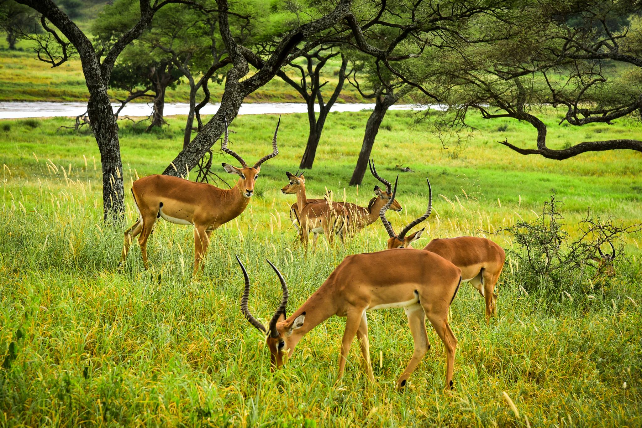 background image for - 4-Day Amazing Tanzania Safari