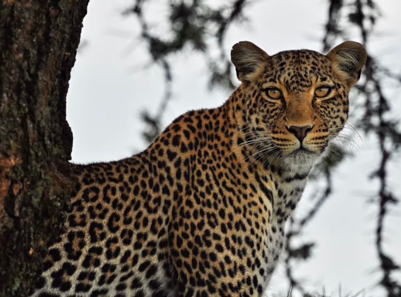 Image number 1 for Day Zanzibar Elite Fly-in Safar Tarangire & Ngorongoro