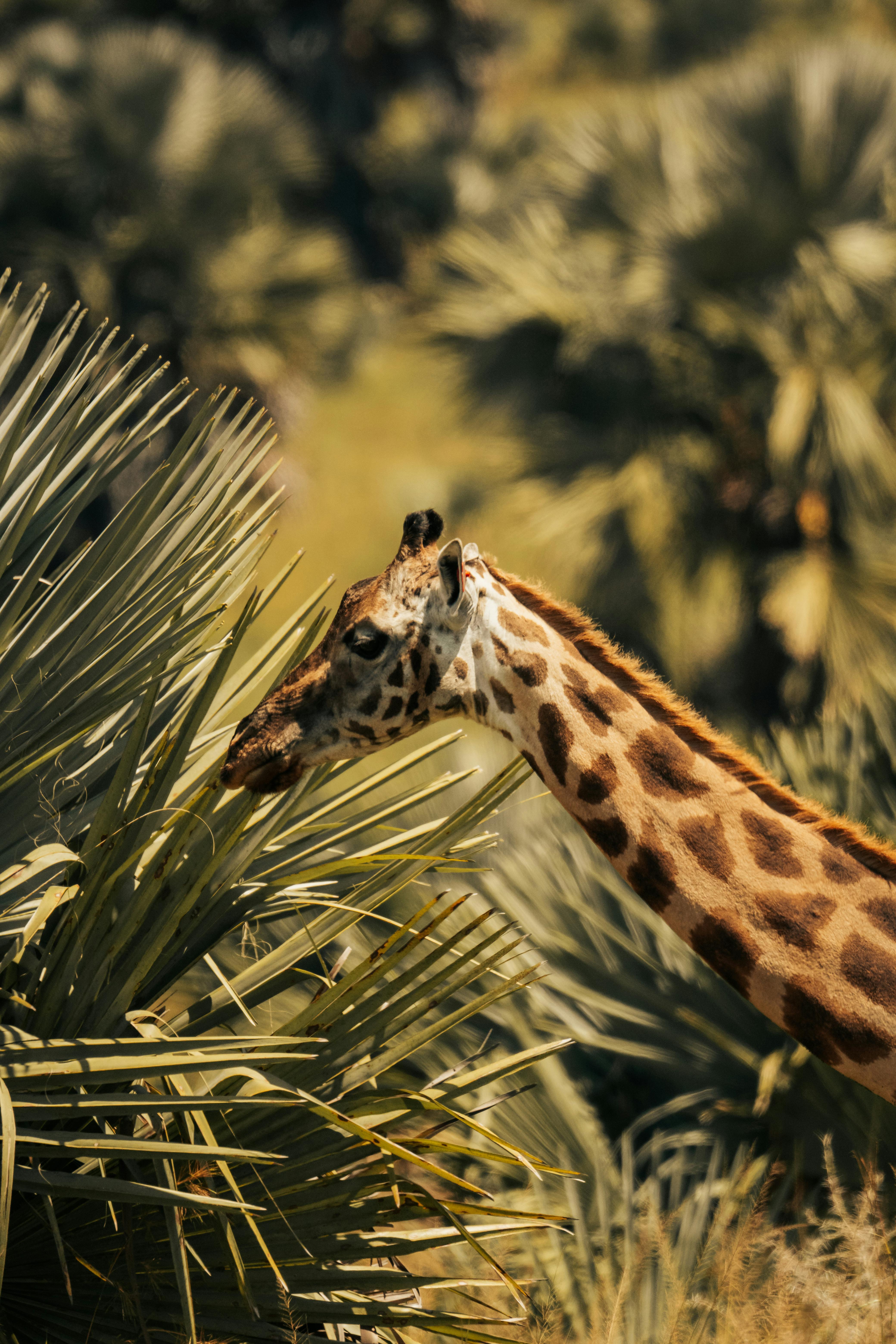 background image for - 3Days The Best Of Mikumi National Park