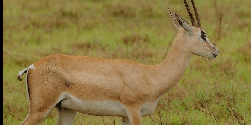 Image number 2 for  Serengeti Safari From Arusha