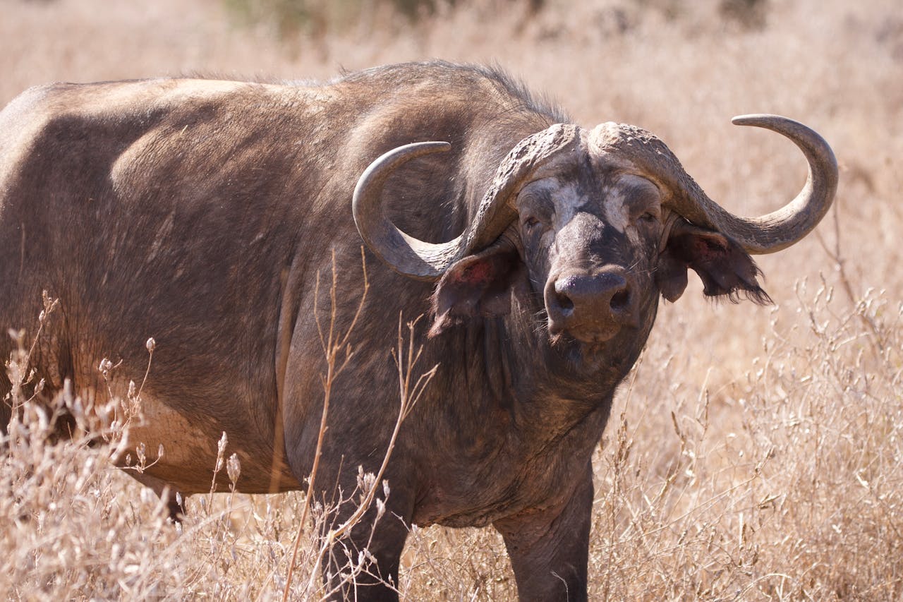 Image number 2 for Unforgettable Day Trip Tanzania Safari From Zanzibar To Mikumi 