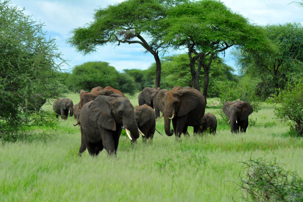 background image for - Best 7 Days Serengeti Safari From Arusha