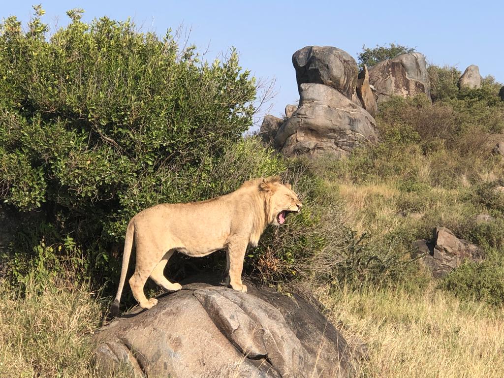 background image for - 7days Migration Safari In Nov -dec.