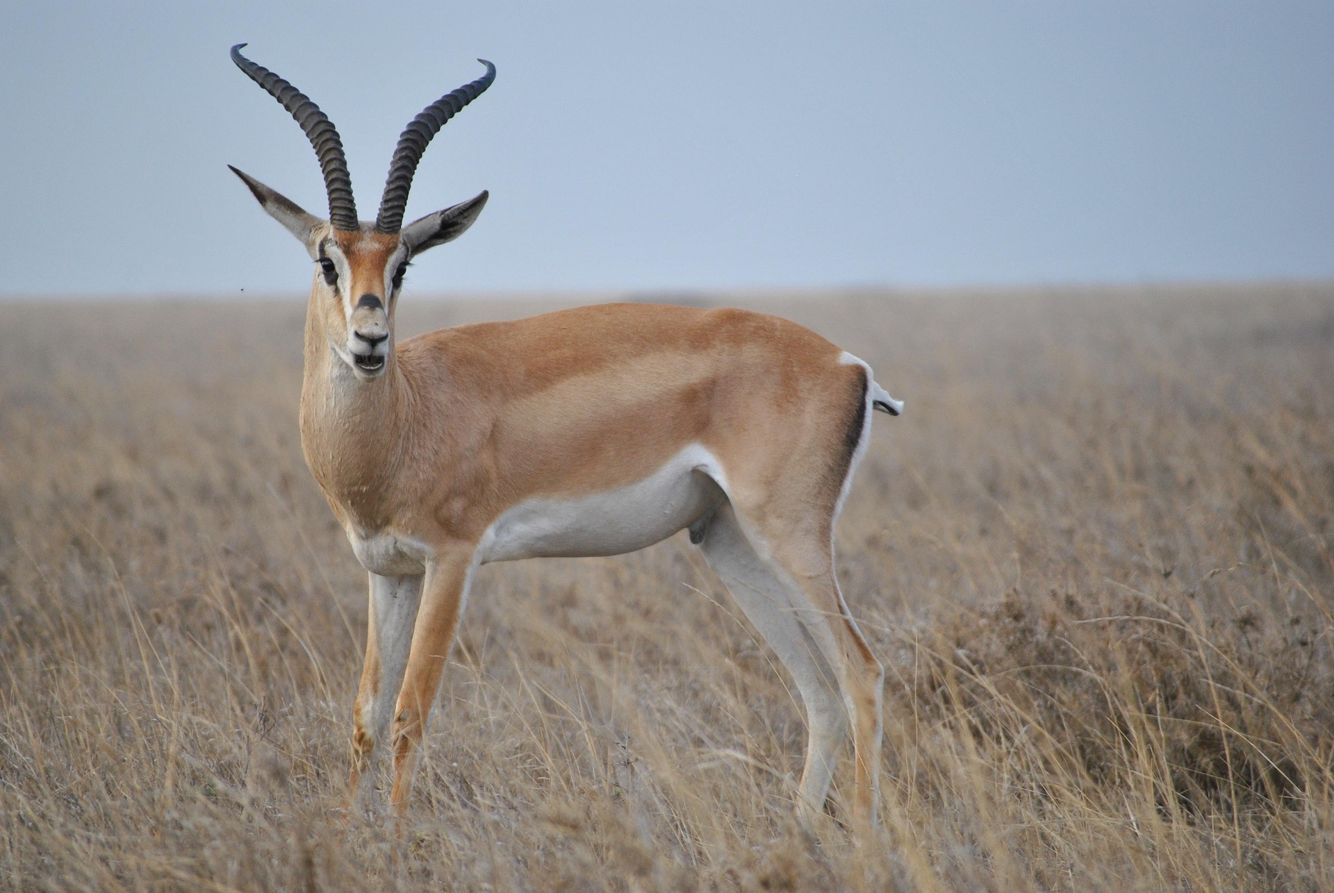 Image number 5 for Tanzania Safari Adventure