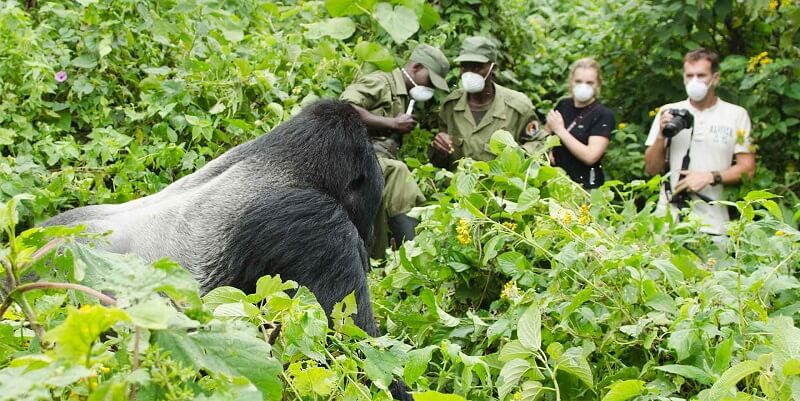Image number 4 for Amazing Gorilla Trekking In Uganda