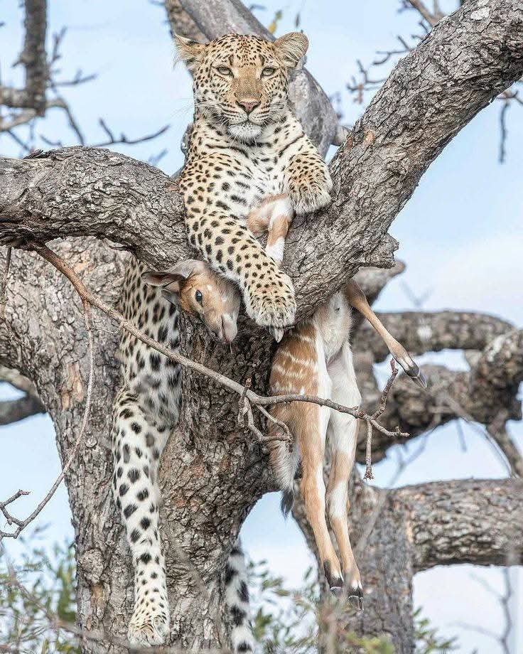 Image number 5 for Timeless Luxury In Tanzania: From Baobabs To Big Cats