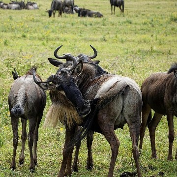 Image number 4 for Ndutu Migration Safari Experience (dec–apr)