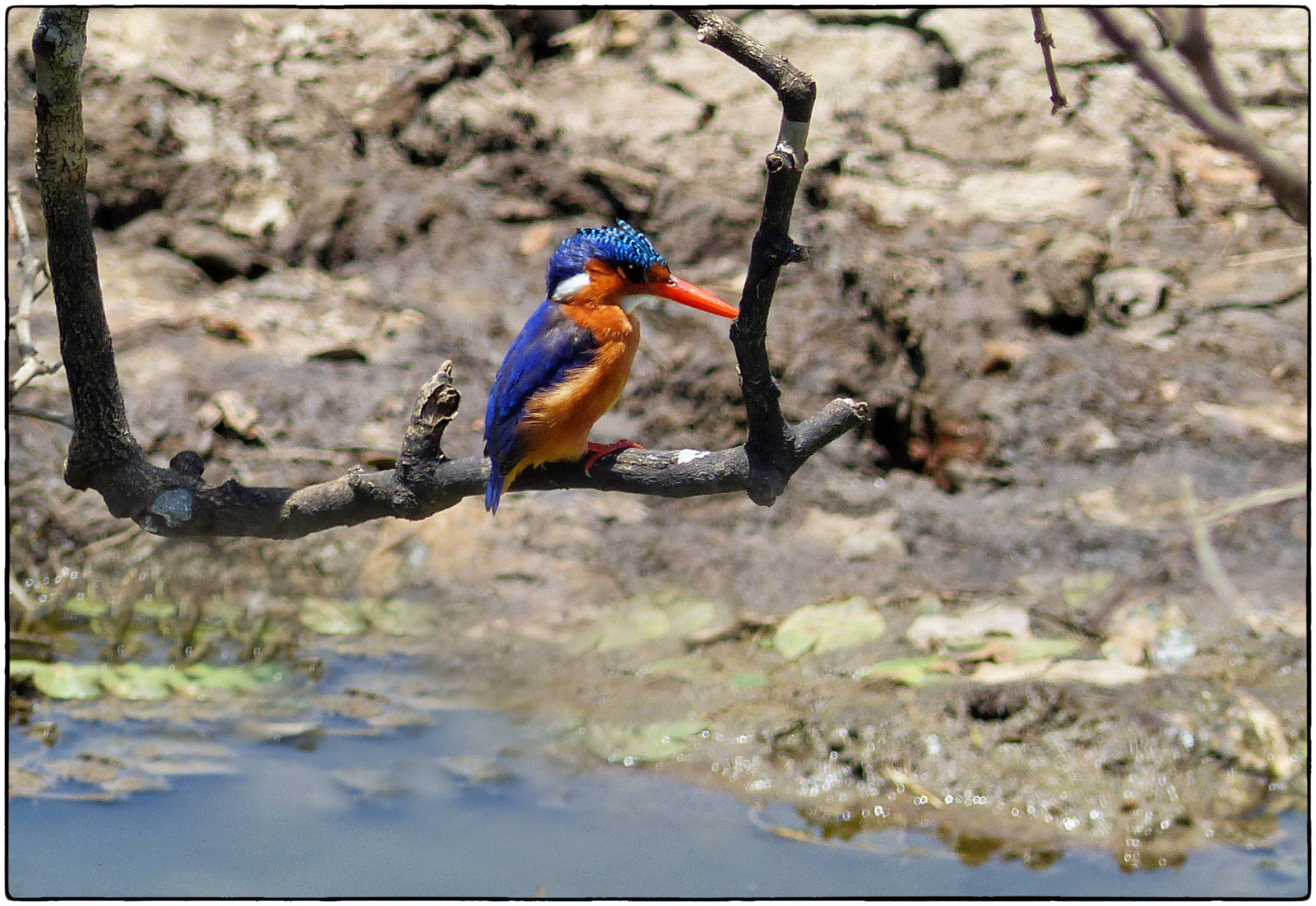 background image for - 3 Days Tanzania Camping (budget) Safari 