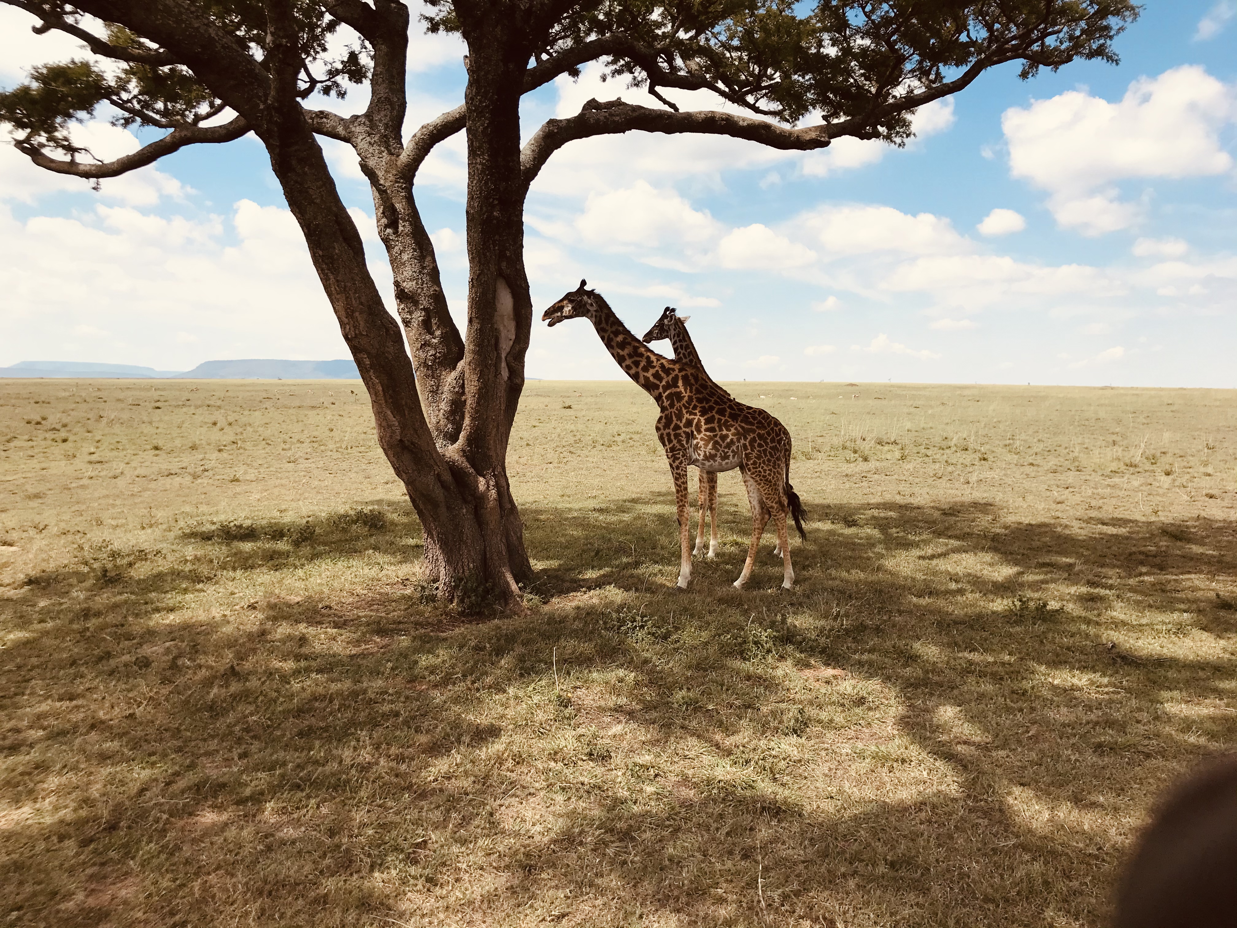 background image for - 2 Days Tanzania Camping Safari Tour Package 