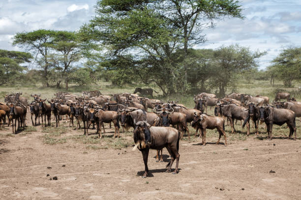 background image for - Best 8 Days Serengeti Migration Safari