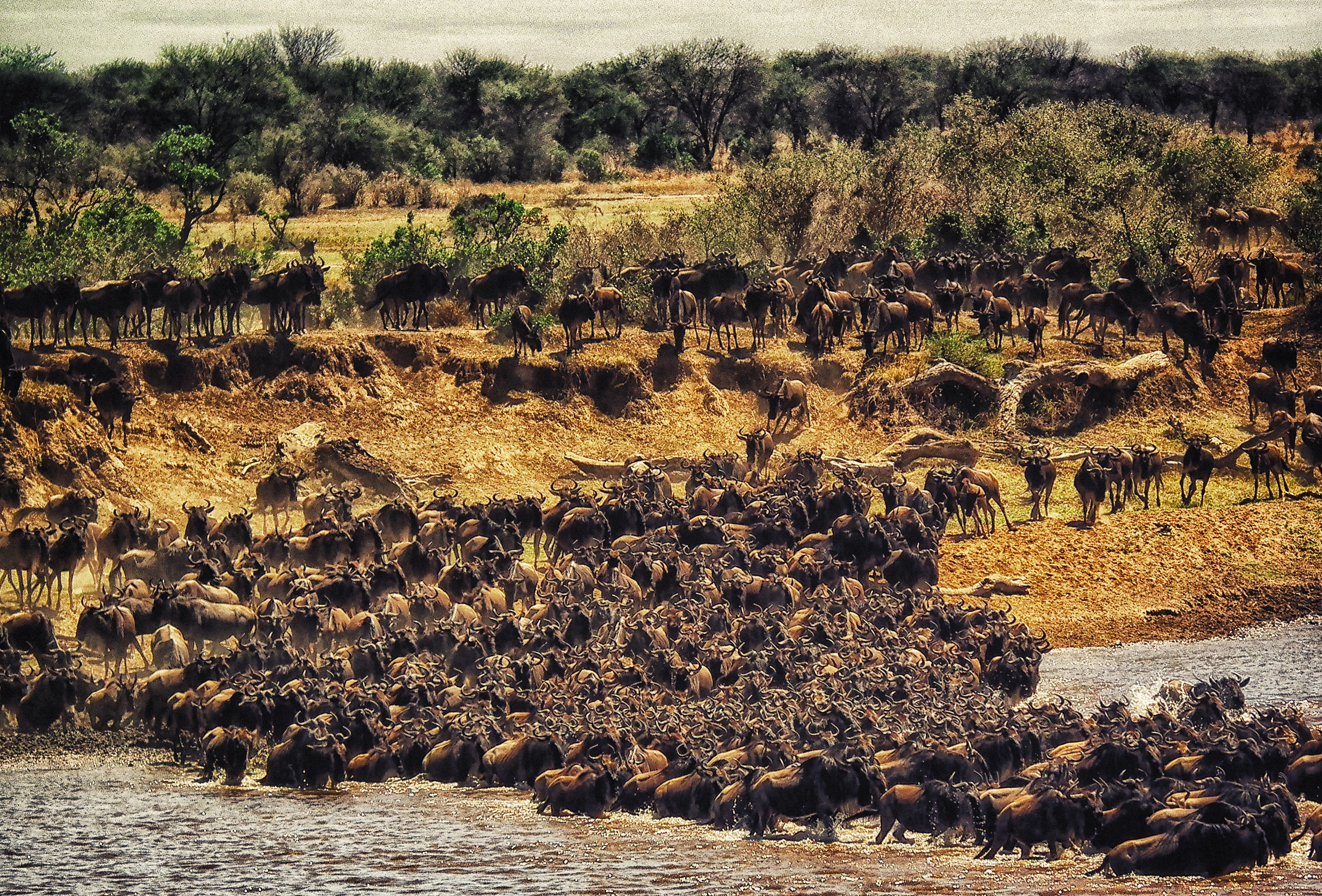 background image for - 5 Days Serengeti Migration Safari 