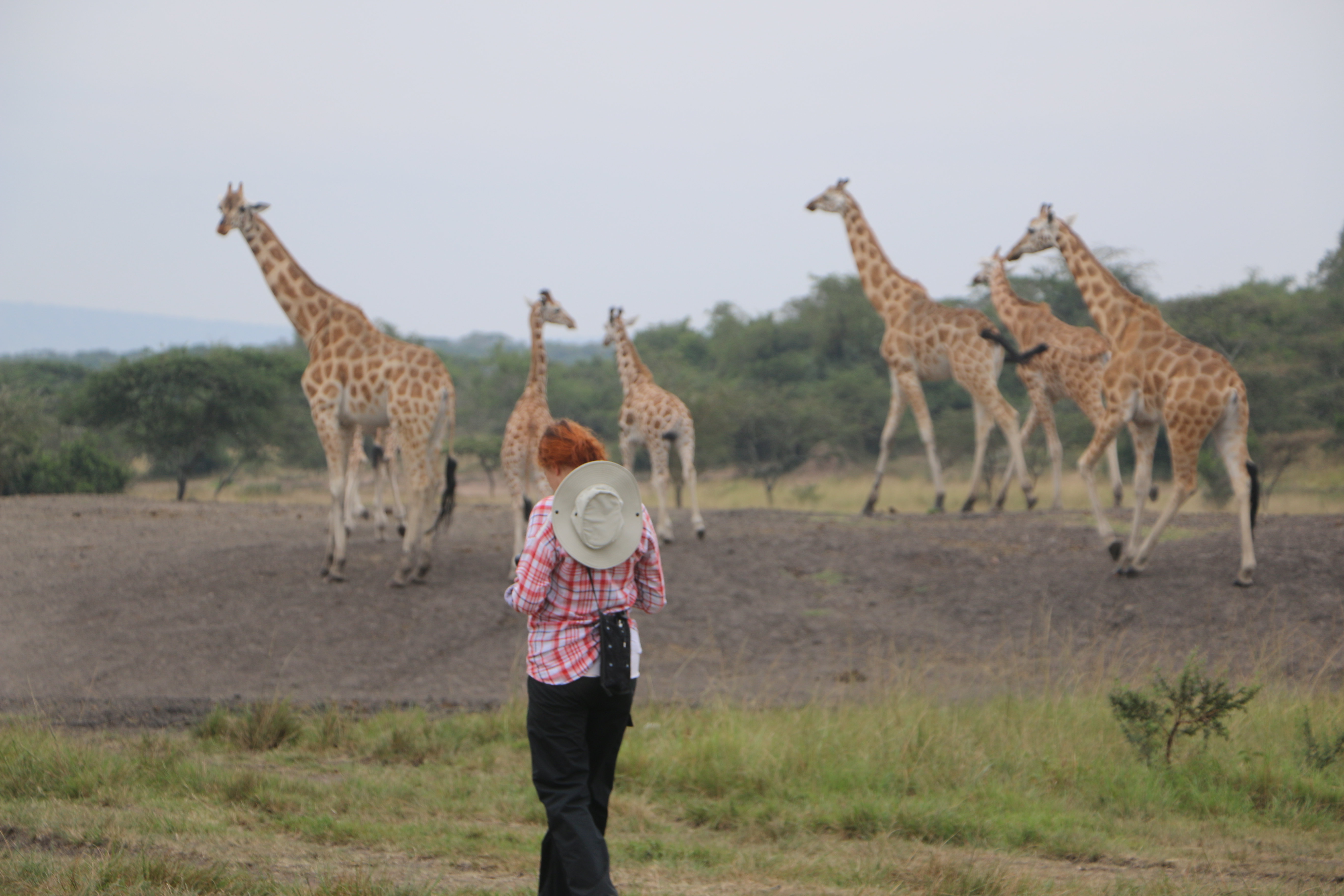 background image for - 6Days Uganda Gorillas and Wildlife Safari
