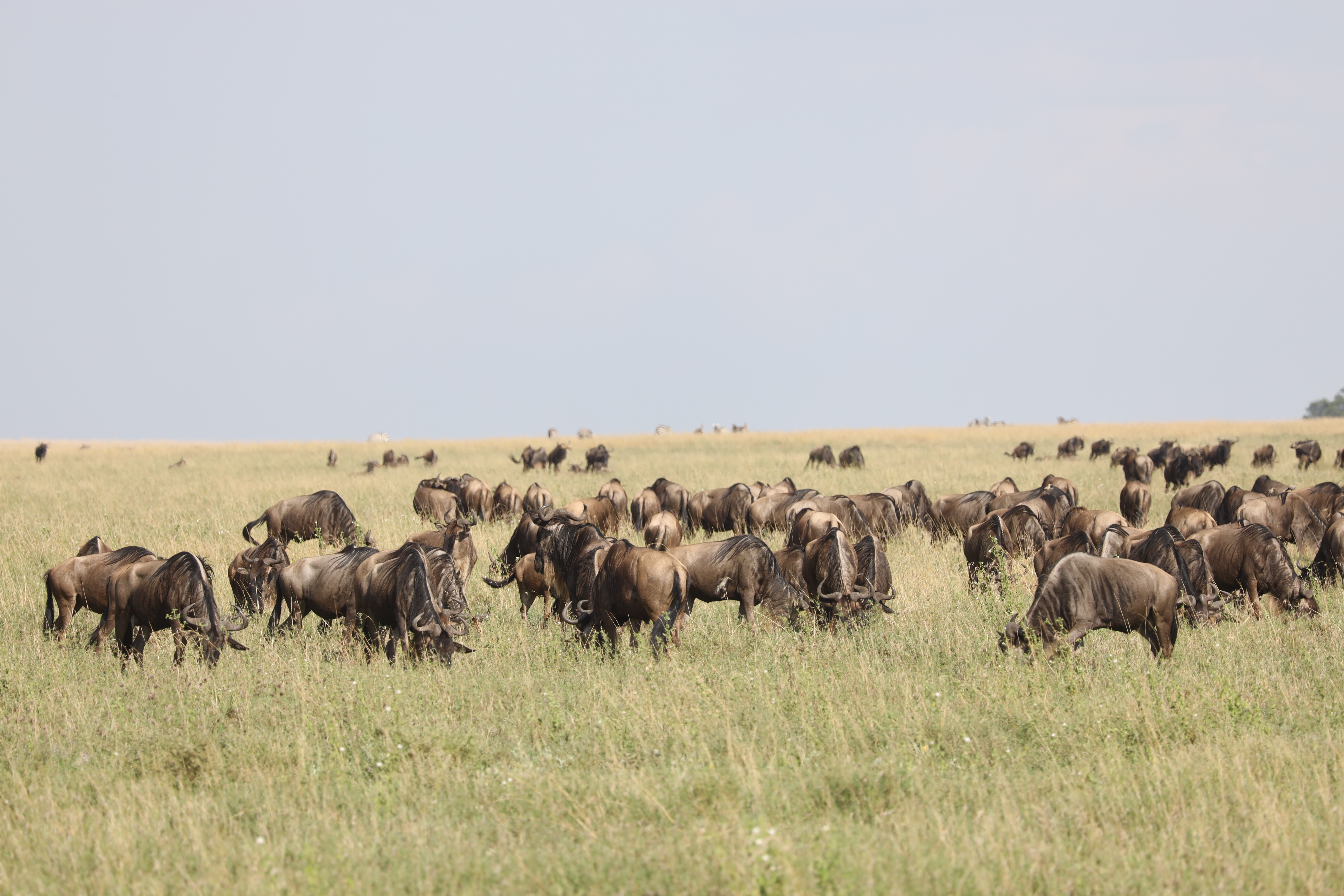 background image for - Serengeti  Migration 