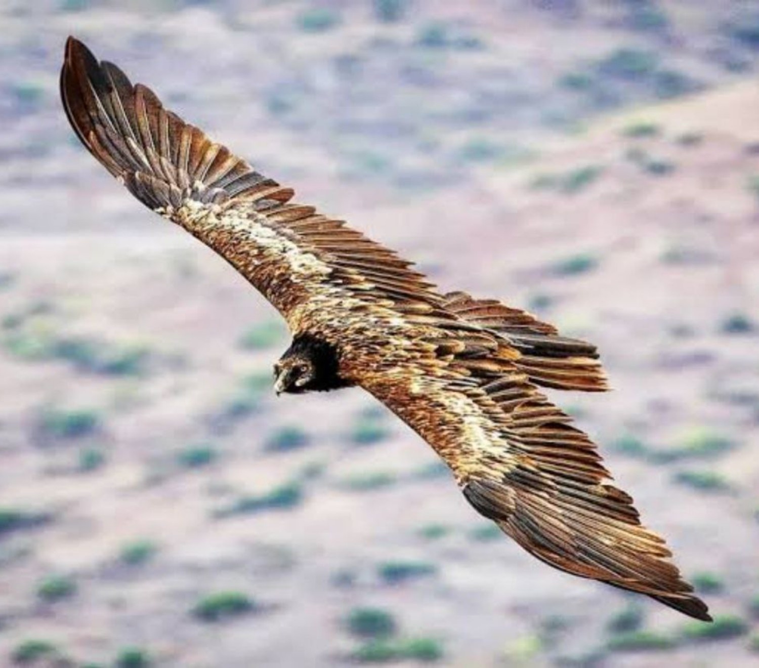 Image number 3 for 4 Days Simien Mountain Trekking & Wildlife Tour