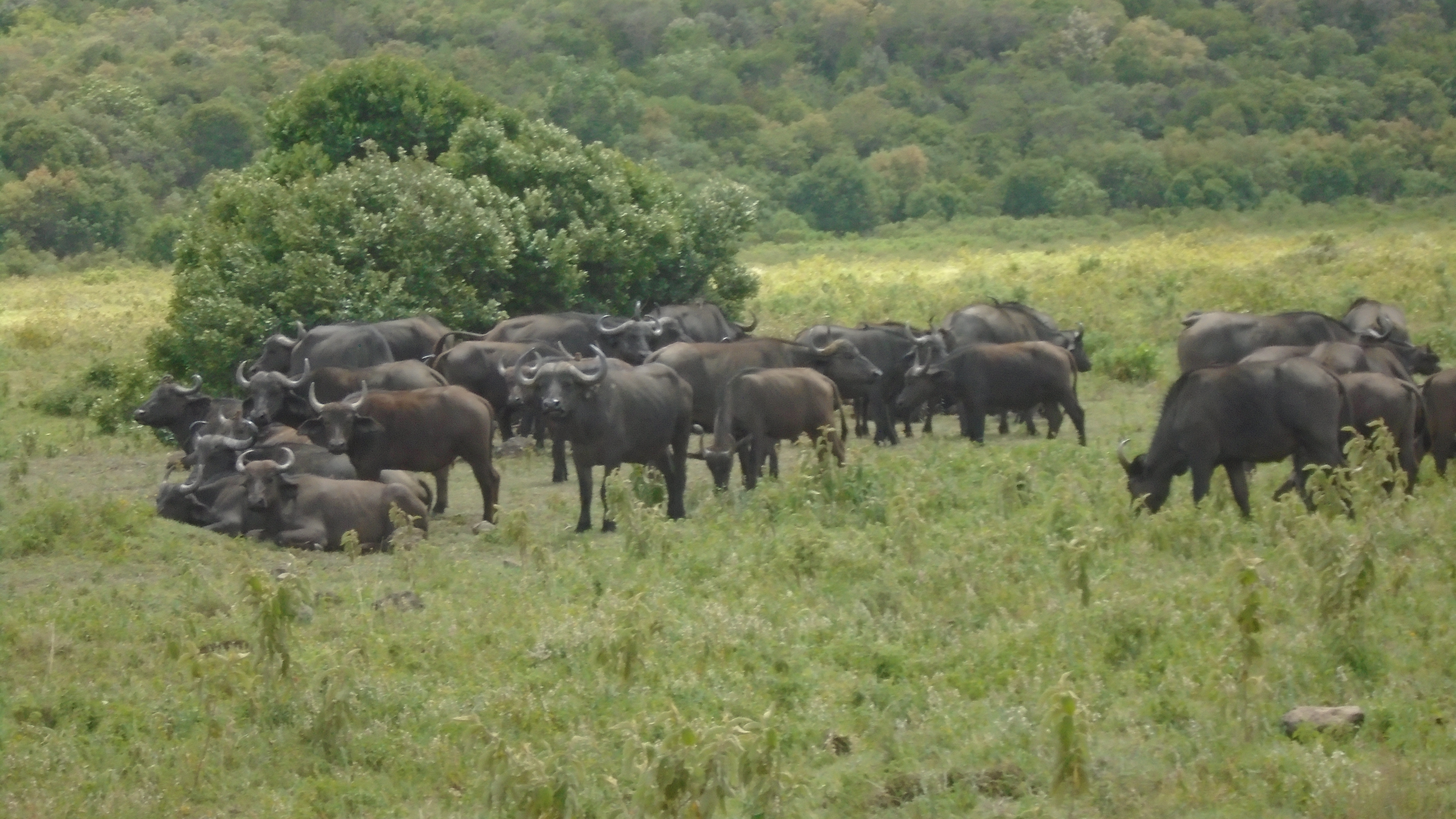 Image number 2 for 1 Day Tanzania Private Safari Package Itinerary