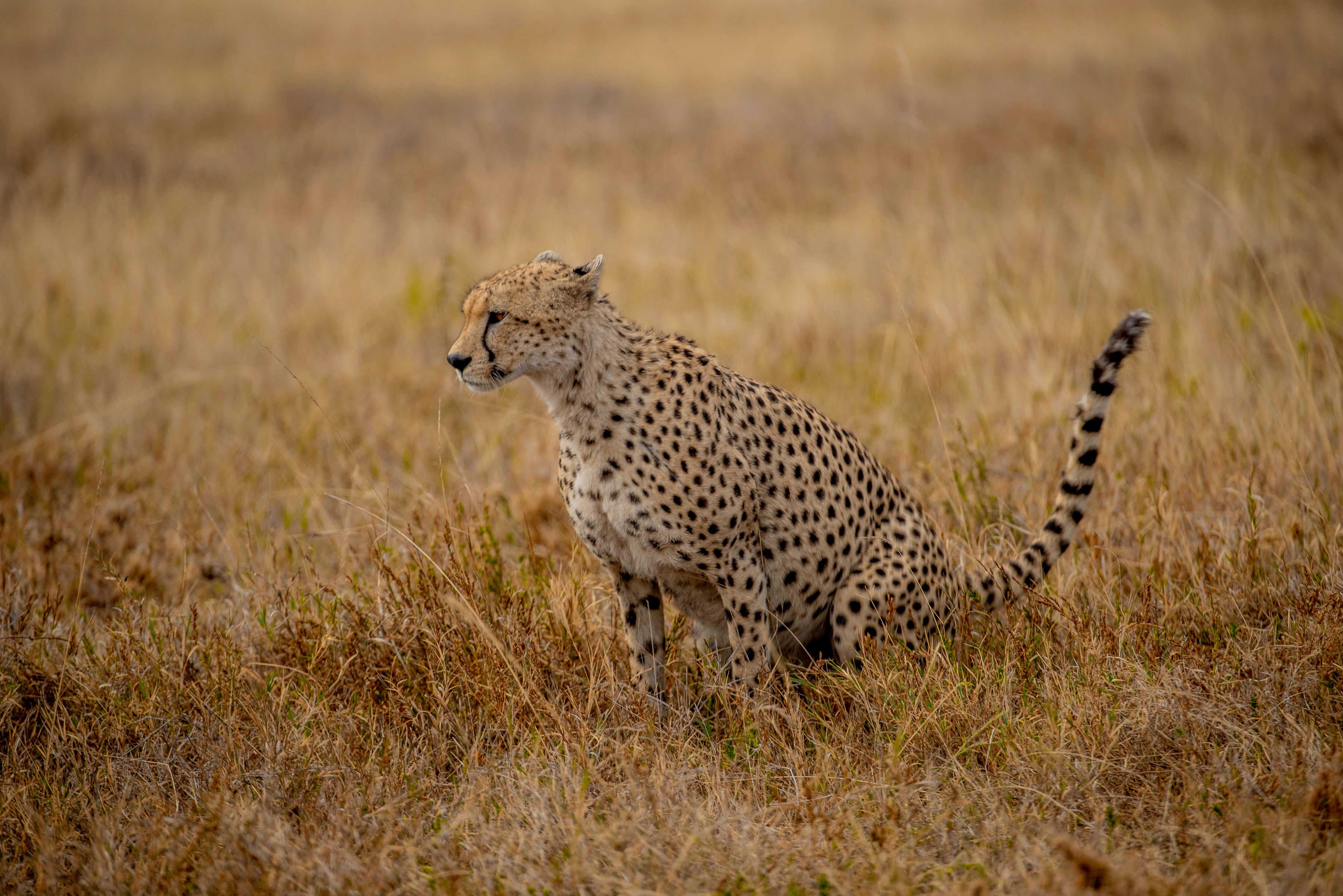Image number 5 for Ndutu Migration Safari Experience (dec–apr)