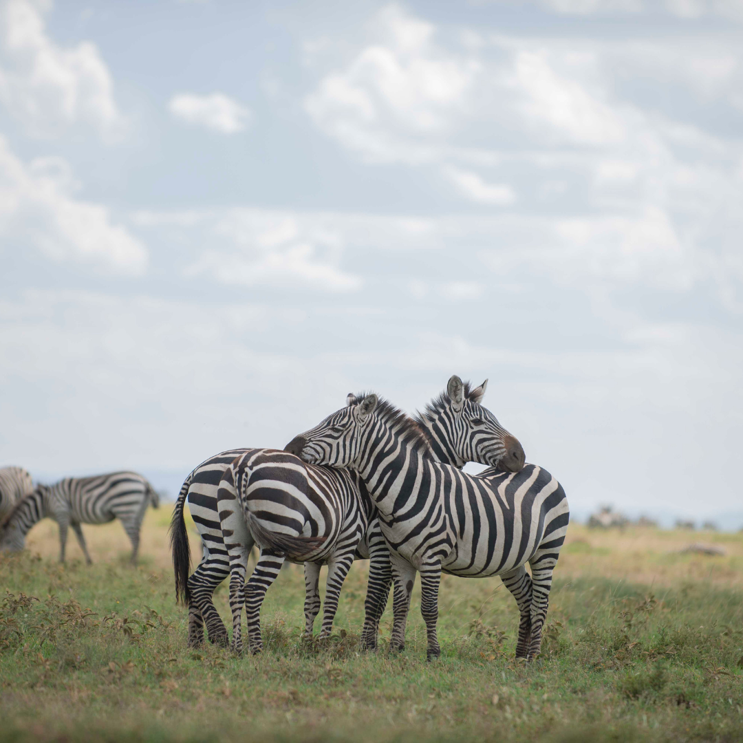 Image number 6 for 3 Days Serengeti & Ngorongoro Fly-in Safari From Zanzibar Island