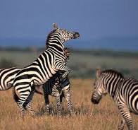 Image number 5 for The Best Of Camping Joining Safari