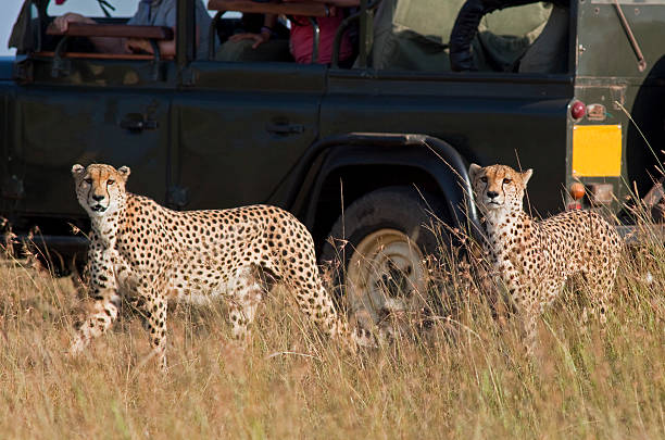 Image number 3 for 6 Days Serengeti Migration Safari Package In Ndutu 