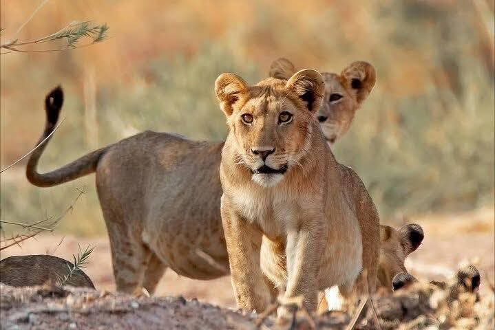 Image number 5 for Tanzania Photographic Safari