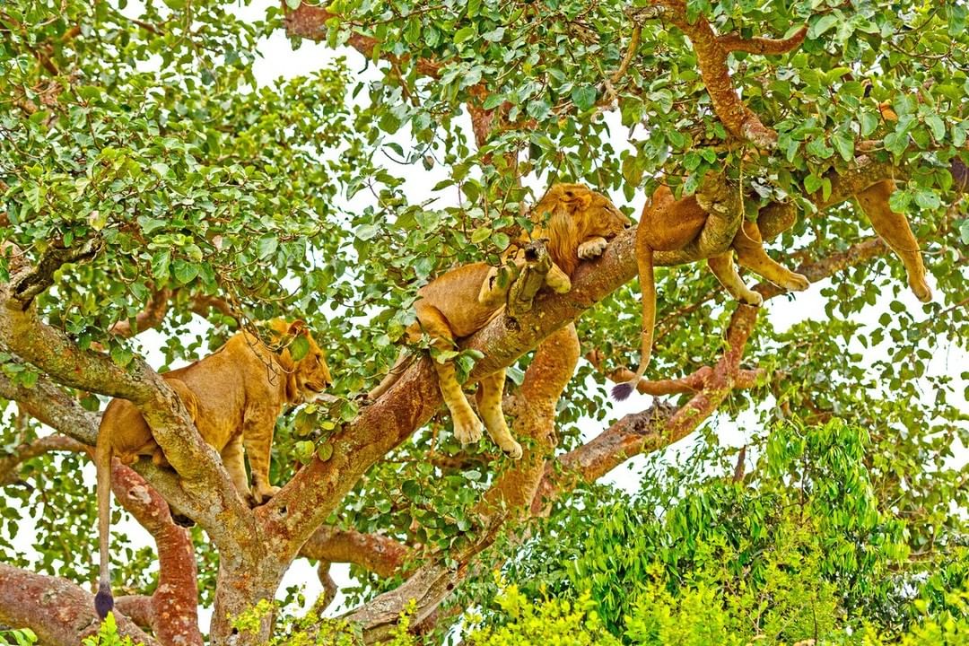 Image number 3 for Ngorongoro Crater Day Trip