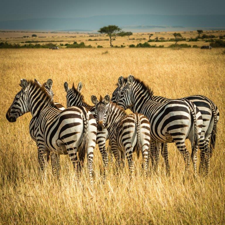 background image for - 3 Days Tanzania Sharing Safari