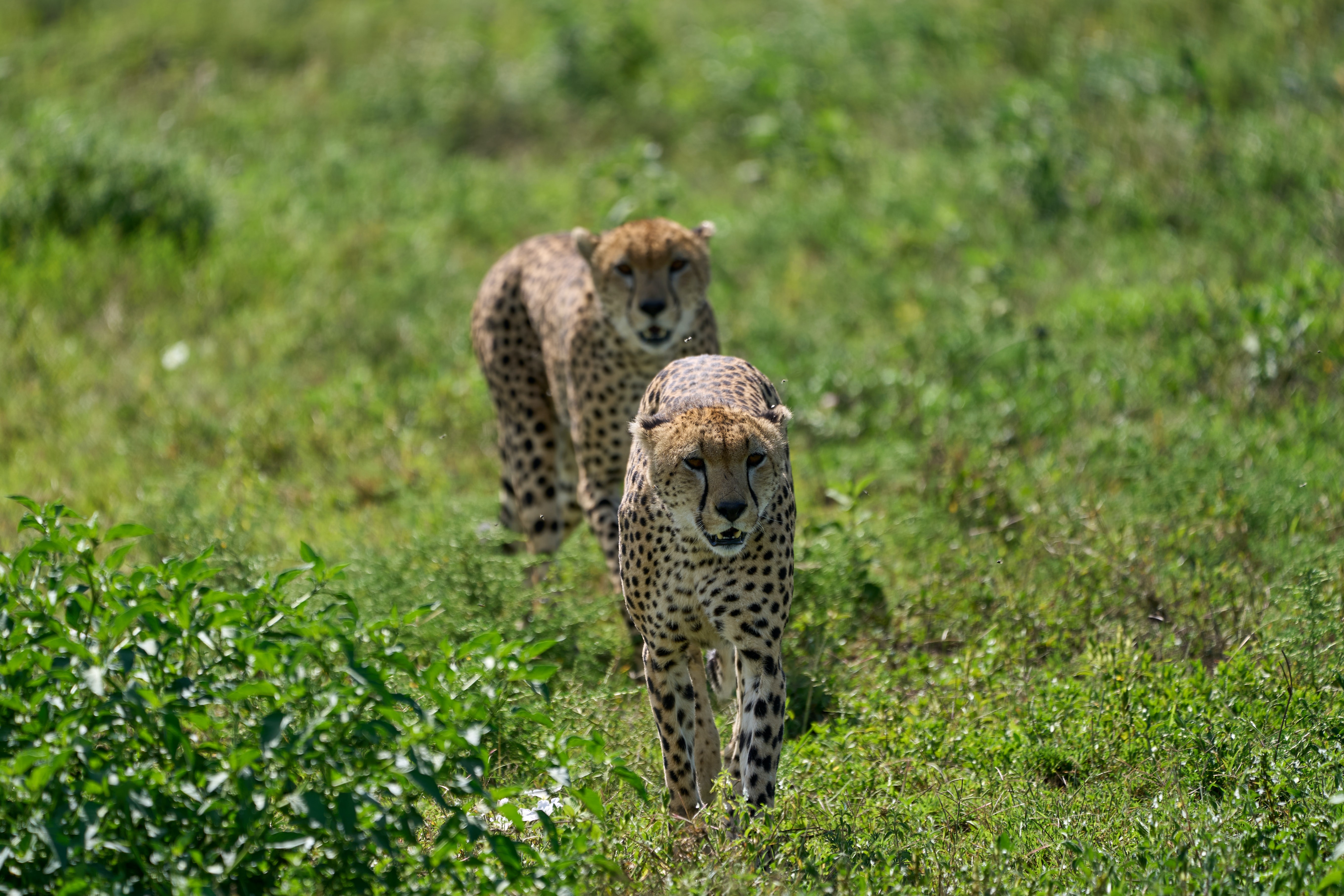 background image for -  10-Day Serengeti Migration Safari