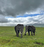 background image for - Serengeti And Ngorongoro Crater