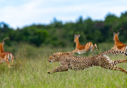 Image number 4 for Best 6 Days Tanzania Safari To Top 4 Parks