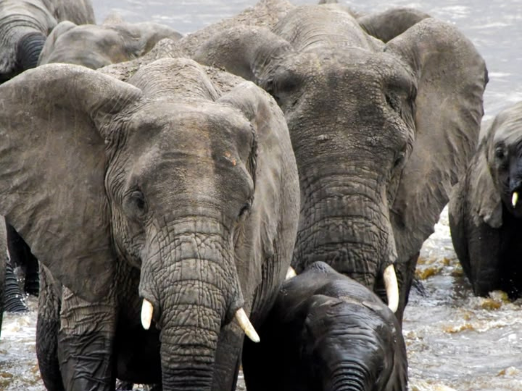 Image number 3 for 5-Day Nyerere & Mikumi National Parks Wildlife Safari