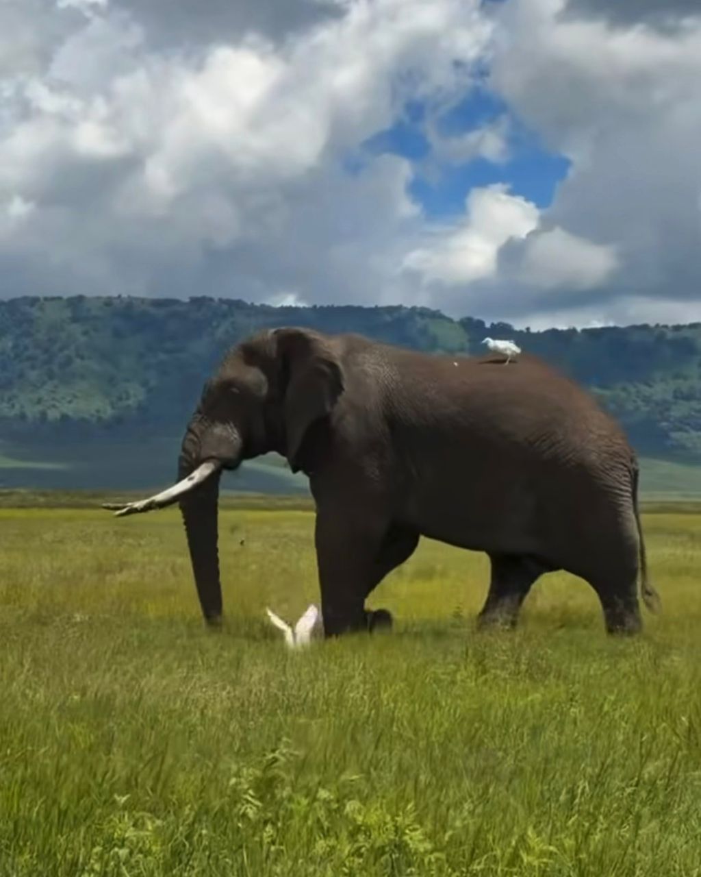 Image number 3 for Day Epic Safari, Lake Manyara, Serengeti & Ngorongoro