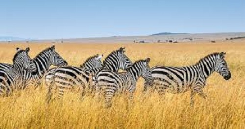background image for - Best 3- Days Tanzania African Safari