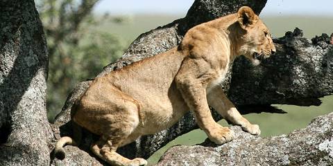 Image number 3 for 9 Days Wildlife Safari & Zanzibar Beach Holiday