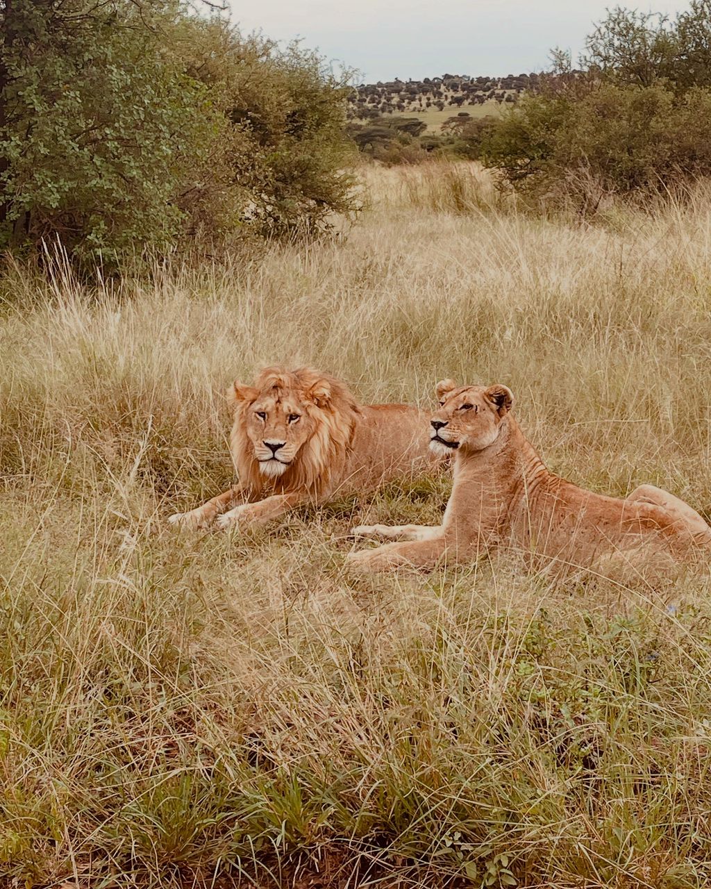 Image number 3 for 4-Day Tour Tarangire, Serengeti And Ngorongoro Crater