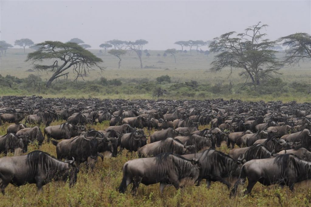 Image number 1 for 5 Days 4 Nights Serengeti,lake Manyara, Tarangire & Ngorongoro Crater