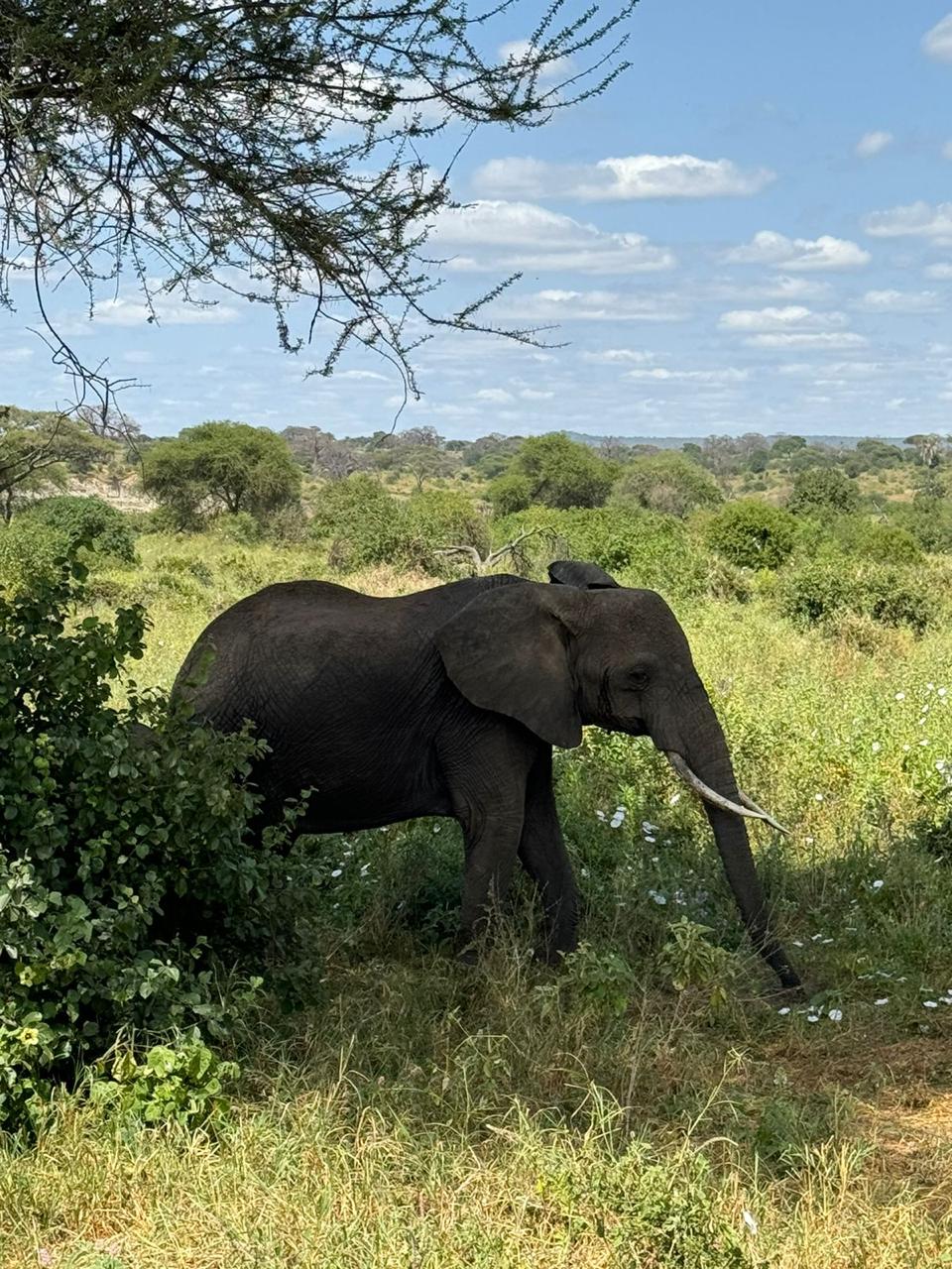 Image number 2 for Tanzania Adventure Safari 