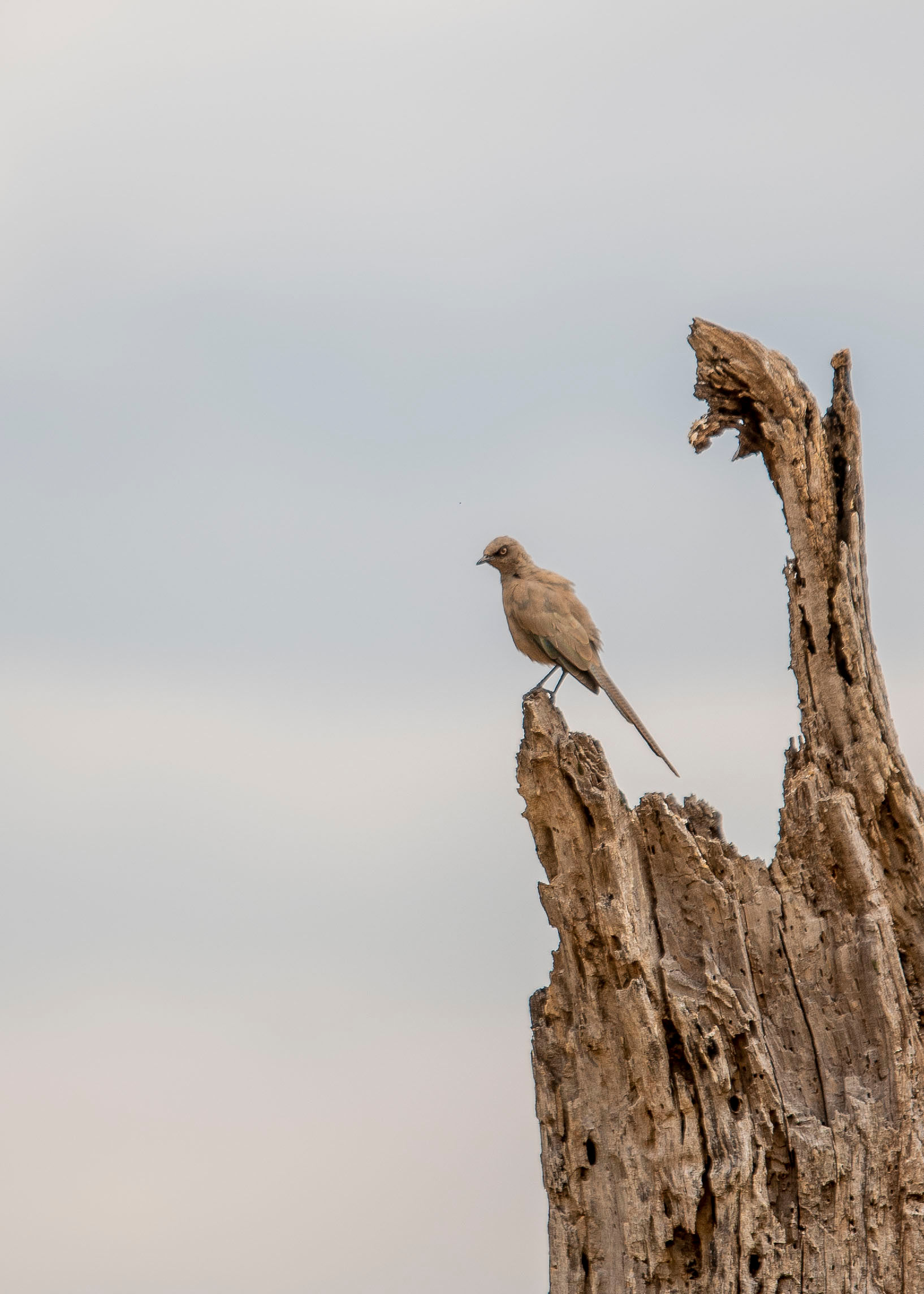 Image number 3 for  Northern Circuit Tanzania Safari & Beach
