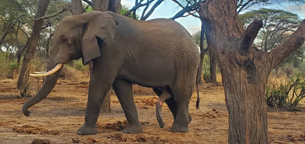 Image number 10 for Tanzania Safari: A Journey Into Africa’s Untamed Heart