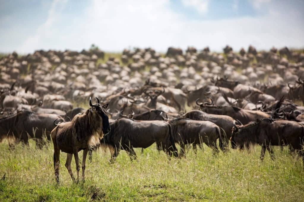 background image for - Great Wildebeest Migration Safari In Tanzania