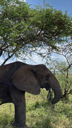Image number 2 for Group Tour Tarangire Wildlife Tour